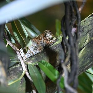 Amazon Milk Frog