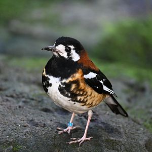 Chestnut-Backed Thrush