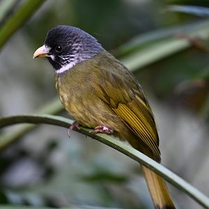 Collared Finchbill