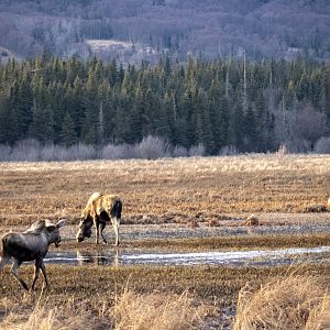 Moose on Beluga Slough - Alaska