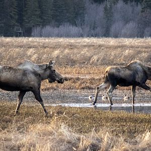Moose on Beluga Slough - Alaska