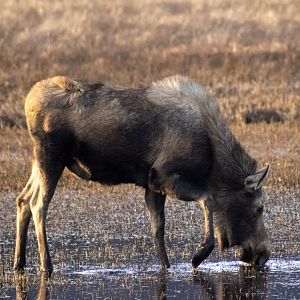 Moose - Alaska