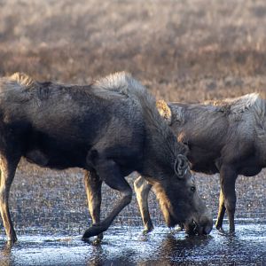 Moose - Alaska