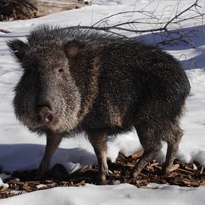 Chacoan Peccary (Catagonus wagneri) in the Snow
