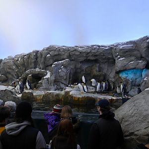 Penguin Plunge: King, Gentoo, Rockhopper and Humboldt Penguins