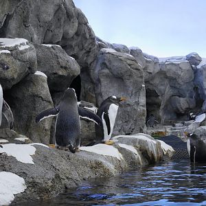 Penguin Plunge: Humboldt and Gentoo Penguins