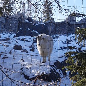 Wild Canada: Rocky Mountain Goat Exhibit 2