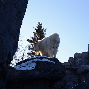 Wild Canada: Rocky Mountain Goat Exhibit 2