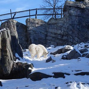 Wild Canada: Rocky Mountain Goat Exhibit 2