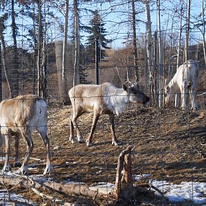 Wild Canada: Woodland Caribou