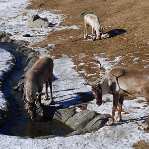 Wild Canada: Woodland Caribou by their Stream