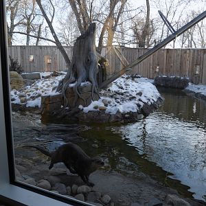 Wild Canada: BFF RL River Otter Exhibit 1