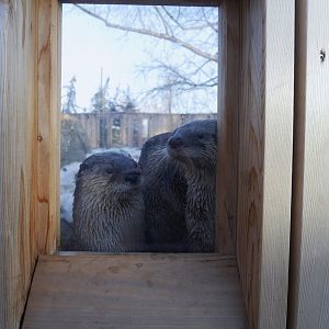 Wild Canada: BFF RL River Otter Exhibit 1 - Peek-aboo!