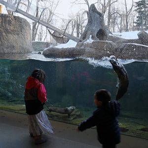 Wild Canada: BFF RL River Otter Exhibit 2