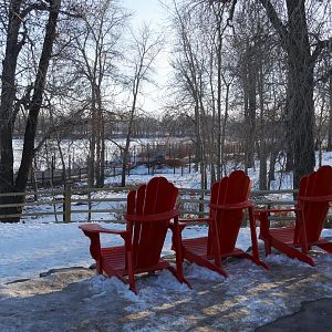 Wild Canada: Bow River and Moose Exhibit Overlook
