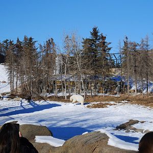 Wild Canada: TFF Polar Bear Sanctuary View from Half-moat