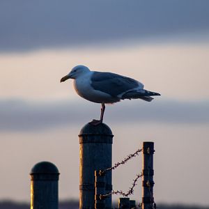 Herring Gull - Alaska