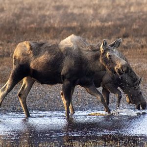 Moose - Alaska