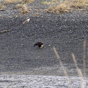 Bald Eagle - Alaska