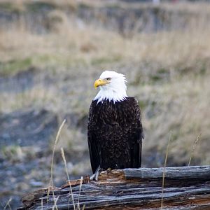 Bald Eagle - Alaska