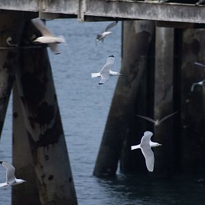 Black-legged Kittiwakes - Alaska