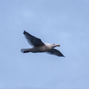 Herring Gull - Alaska