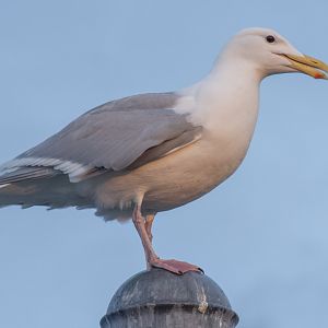 Herring Gull - Alaska