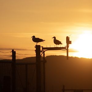 Herring Gulls - Alaska