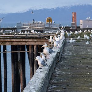 Gulls and Kittiwakes Roosting on the Coast Guard Pier at Land's End.  The Homer Spit.  Homer, Alaska.