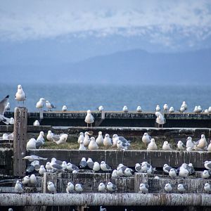 Gulls and Kittiwakes Roosting at Land's End.  Homer Alaska.