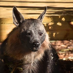 Amari (f) Brown hyena
