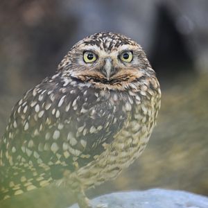 Burrowing owl
