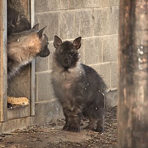 Hyena pups