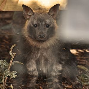 One of the male Brown hyena pups
