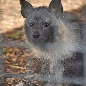 Hyena pup
