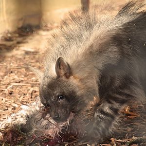 Cruella (f) Brown hyena pup