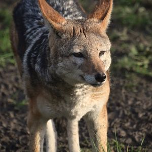 Black backed jackal