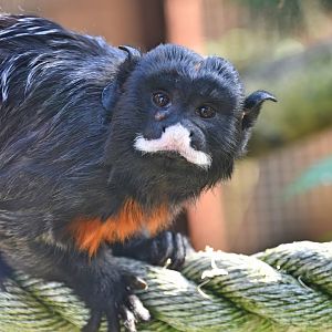 White lipped tamarin