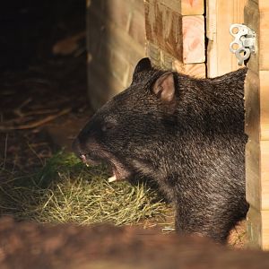 Common wombat yawn