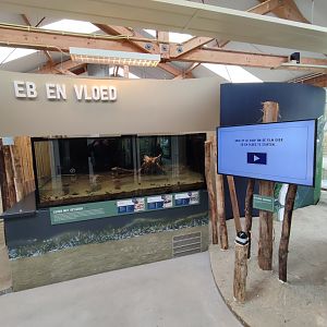 Indoor area - Wadden Sea, tidal aquarium