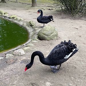 Tierpark Krüzen- mourning swan- 2023