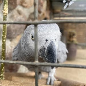 Tierpark Krüzen- Congo grey parrot- 2023