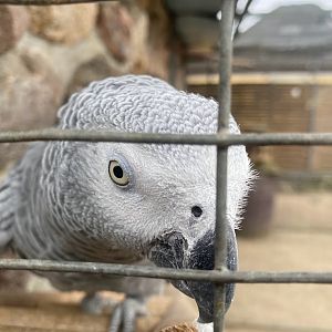 Tierpark Krüzen- Congo gray parrot- 2023