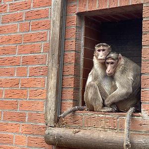 Tierpark Krüzen- bonnet macaque- 2023
