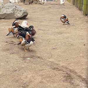 Tierpark Krüzen- mandarin ducks- 2023