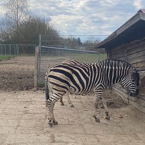 Tierpark Krüzen- Chapman-Zebra- 2023