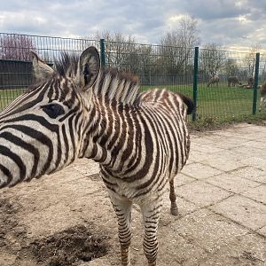 Tierpark Krüzen- Chapman-Zebra foal- 2023