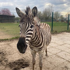 Tierpark Krüzen- Chapman-Zebra foal- 2023