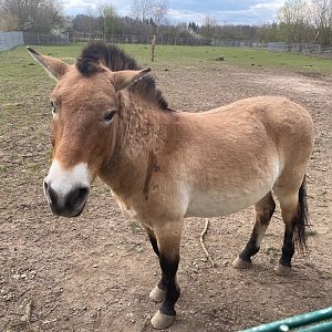 Tierpark Krüzen- przewalski horse- 2023