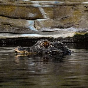 Cuvier's Dwarf Caiman-LLPA